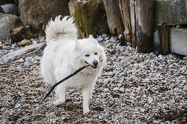 포토 JPG 해외이미지 주간 한마리 반려견 사람없음 야외 반려동물 걷기 산책 나뭇가지 강아지 사모예드 해외포토 자연요소 나무 동물 1 모션 휴식 개 파일형식 이미지허브