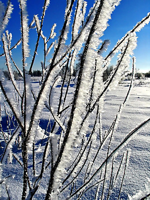 포토 JPG 해외이미지 나무 계절 백그라운드 겨울 자연 하늘 풍경 사람없음 파란색 빛 햇빛 태양 냉동 얼음 침묵 추위 흰색 시골 눈송이 숲 12월 크리스탈 북극 서리 눈보라 1월 깊이 벌거벗은 해외포토 자연요소 식물 컬러 눈_날씨 소리 날짜 광석 극지방 생태계 파일형식 이미지허브