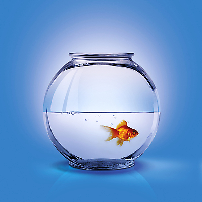 포토 JPG 해외이미지 1 컨셉 오렌지 모션 자연 유리 어류 사람없음 물 반려동물 수중 수영 흰색 투명 사발 황금 작음 어항 싱글 금붕어 슛 수족관 잉어 고립 해외포토 자연요소 동물 컬러 과일 재질 수중동물 수상스포츠 사기그릇 크기 생태계 파일형식 이미지허브