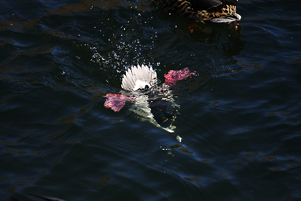 포토 JPG 해외이미지 동물 호수 야생동물 날개 자연 조류 오리 사람없음 야외 물 여름 강 컬러풀 농장 노란색 수영 흰색 깃털 부리 물새 계산서 해외포토 자연요소 계절 컬러 농업 수상스포츠 생태계 파일형식 이미지허브
