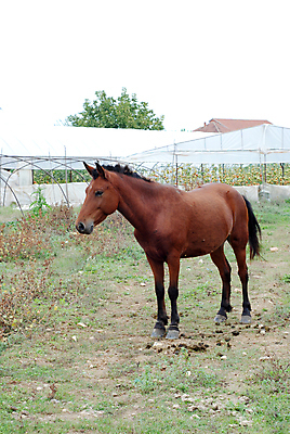 포토 JPG 해외이미지 동물 밭 사람없음 가로 갈색 마을 방목 먹기 해외포토 컬러 농업 모션 축산업 파일형식 이미지허브