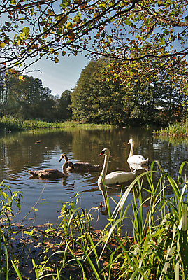 포토 JPG 해외이미지 동물 공원 호수 가족 조류 오리 함께함 성인 사람없음 야외 초록색 물 뷰티 평화 수영 침묵 연못 그룹 우아함 백조 장면 단아함 파라다이스 해외포토 자연요소 공공시설 컬러 컨셉 관계 사람 소리 수상스포츠 파일형식 이미지허브