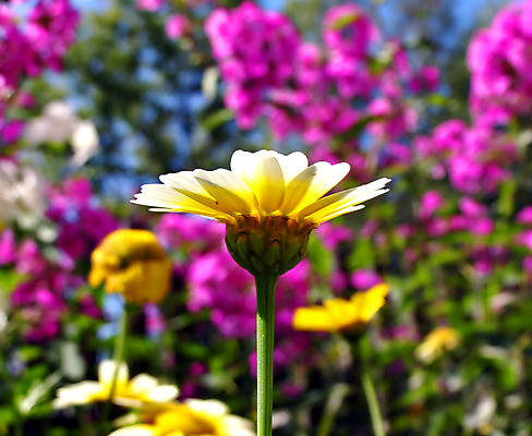 포토 JPG 해외이미지 식물 디자인 꽃잎 꽃 줄기 백그라운드 잎 꽃무늬 자연 하늘 추상 주택 세포 국화 종류 선물 사람없음 장식 파란색 햇빛 뷰티 노란색 정원 봄 성장 뜨거움 저녁 생물학 꽃가루 무료 세련 해외포토 계절 교육 컬러 무늬 건물 태양 야간 가루 생태계 파일형식 이미지허브
