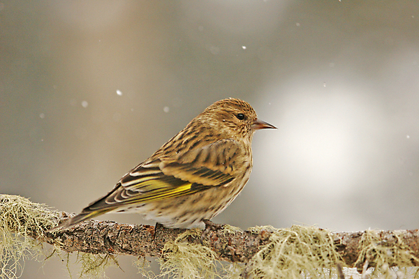 포토 JPG 해외이미지 나무 동물 겨울 노래 조류 앉기 사람없음 갈색 소나무 작음 해외포토 식물 계절 음악 컬러 모션 크기 파일형식 이미지허브