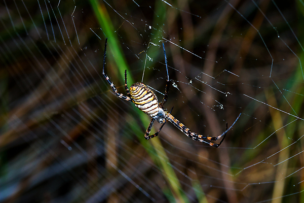 포토 JPG 해외이미지 야생동물 곤충 자연 사람없음 야외 컬러풀 노란색 검은색 줄무늬 벌레 말벌 위험 무서움 육식동물 거미 복부 못생김 해외포토 동물 감정 컬러 컨셉 무늬 신체부위 벌_곤충 생태계 파일형식 이미지허브
