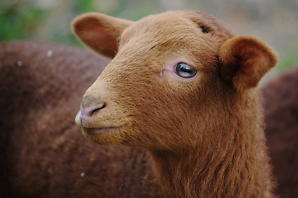포토 JPG 해외이미지 동물 농업 부활절 건강 육류 사람없음 농장 갈색 저녁식사 흰색 양 소 닫기 양고기 양모 고립 해외포토 기념일 산업 컬러 식재료 포유류 모션 식사 직물 파일형식 이미지허브