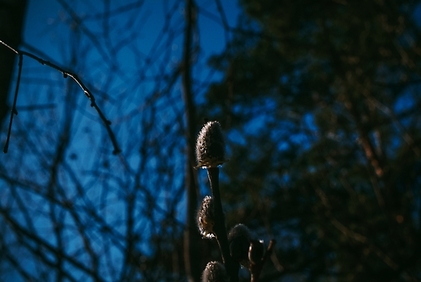 포토 JPG 해외이미지 나무 식물 계절 공원 꽃 백그라운드 잎 꽃무늬 밭 자연 부활절 새로움 사람없음 야외 장식 초록색 파란색 태양 뷰티 노란색 정원 고양이 봄 벚꽃 흰색 나뭇가지 신선 개화 숲 4월 버드나무 속도 러시아 꽃가루 부드러움 솜털 내추럴 해외포토 자연요소 공공시설 기념일 유럽 컬러 컨셉 무늬 농업 포유류 반려동물 감각 날짜 가루 생태계 파일형식 이미지허브