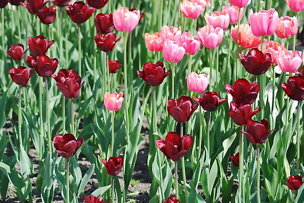 포토 JPG 해외이미지 식물 공원 꽃잎 꽃 줄기 분홍색 백그라운드 잎 꽃무늬 자연 사람없음 야외 빨간색 초록색 여름 머리 정원 맑음 봄 침대 5월 화단 많음 해외포토 계절 공공시설 컬러 가구 컨셉 무늬 날씨 신체부위 날짜 생태계 파일형식 이미지허브