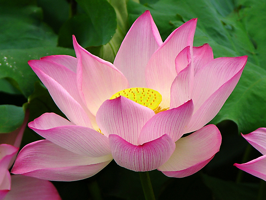 포토 JPG 해외이미지 식물 공원 꽃잎 꽃 아시아 분홍색 잎 꽃무늬 패턴 자연 사람없음 장식 초록색 물 햇빛 뷰티 환경 정원 중국 활발 벚꽃 개화 달콤 그늘 향수 신성 내추럴 이국적 해외포토 자연요소 공공시설 나라 컬러 컨셉 무늬 태양 화장품 맛 생태계 파일형식 이미지허브