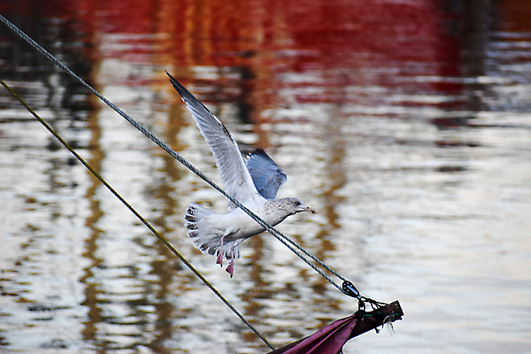 포토 JPG 해외이미지 동물 야생동물 날개 자연 갈매기 조류 사람없음 항구 흰색 비행 보트 깃털 아일랜드 더블린 해외포토 유럽 컬러 배_교통 교통시설 생태계 파일형식 이미지허브