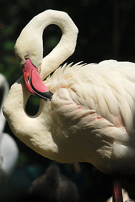 포토 JPG 해외이미지 동물 야생동물 분홍색 백그라운드 오렌지 자연 조류 사람없음 옆모습 빨간색 물 머리 흰색 닫기 플라밍고 깃털 부리 목 고립 단아함 동물상 해외포토 자연요소 뷰포인트 컬러 과일 모션 신체부위 조형물 생태계 파일형식 이미지허브