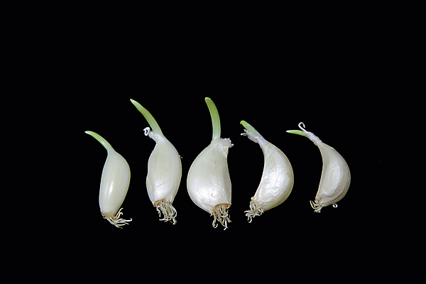 포토 JPG 해외이미지 백그라운드 마늘 사람없음 초록색 새싹 검은색 성장 그룹 향신료 매움 향기 냄새 아로마 커뮤니티 향 꼬투리 해외포토 식물 컬러 채소 맛 향미료 파일형식 이미지허브