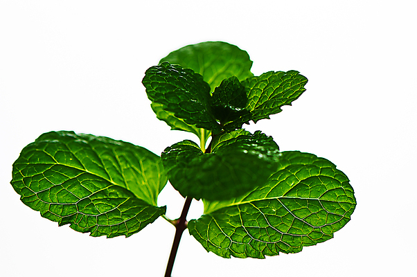 포토 JPG 해외이미지 식물 음식 백그라운드 잎 채소 재료 자연 건강 요리 사람없음 초록색 뷰티 약 정원 흰색 신선 양념 차 맛 민트 허브 향신료 오브젝트 유기농 원예 향기 아로마 향 후추 아로마테라피 내추럴 고립 스피아민트 해외포토 웰빙 음료 컬러 컨셉 의학 취미 생태계 냄새 테라피 향미료 파일형식 이미지허브