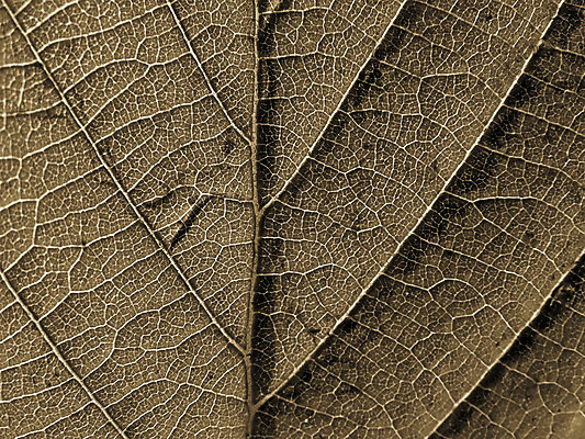 포토 JPG 해외이미지 나무 식물 선 백그라운드 잎 패턴 자연 추상 흑백 사람없음 빛 햇빛 갈색 노란색 정원 침묵 봄 성장 거친 닫기 숲 그늘 허브 질감 서식 시트 자작나무 정맥 내추럴 광합성 세피아 옛날 해외포토 계절 컬러 무늬 모션 촬영기법 태양 소리 생태계 혈관 파일형식 이미지허브