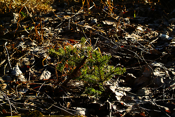 포토 JPG 해외이미지 나무 식물 계절 유럽 줄기 백그라운드 밭 자연 하늘 날씨 따뜻함 그림자 사람없음 야외 목재 초록색 빛 컬러풀 태양 일출 환경 맑음 귀걸이 일몰 봄 젖음 촉촉함 흰색 면 닫기 습지 저녁 숲 수분 장면 북쪽 침엽수 솜털 내추럴 해외포토 자연요소 나라 컬러 농업 재료 장신구 모션 노을 야간 방향 생태계 파일형식 이미지허브