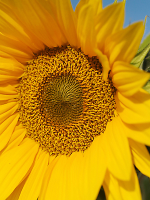 포토 JPG 해외이미지 주간 해바라기 근접촬영 사람없음 야외 아웃포커스 해외포토 자연요소 꽃 뷰포인트 촬영기법 파일형식 이미지허브