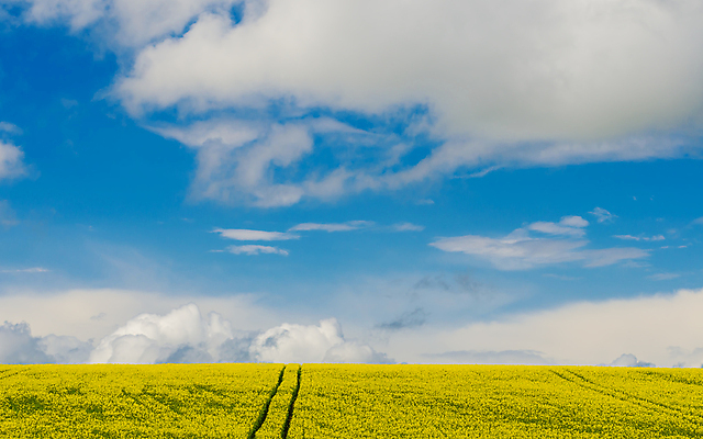 포토 JPG 해외이미지 밭 농업 사람없음 농경지 노란색 시골 유채 트랙 밭일 해외포토 꽃 산업 컬러 농장 파일형식 이미지허브