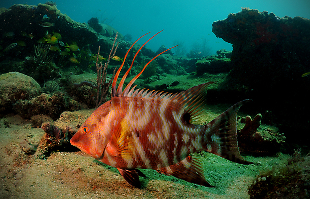 포토 JPG 해외이미지 동물 야생동물 스포츠 바다 여행 백그라운드 자연 바닥 어류 사람없음 야외 초록색 물 컬러풀 뷰티 바닷속 수중 수영 스노클링 산호 잠수부 다이빙 암초 내추럴 이국적 해외포토 자연요소 컬러 수중동물 수상스포츠 자포동물 전문직 생태계 수중스포츠 파일형식 이미지허브
