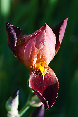 포토 JPG 해외이미지 식물 1 계절 꽃잎 꽃 백그라운드 잎 꽃무늬 패턴 자연 사람없음 장식 초록색 파란색 뷰티 정원 맑음 봄 촉촉함 개화 만족 화단 붓꽃 넘어짐 해외포토 감정 컬러 무늬 모션 날씨 젖음 생태계 파일형식 이미지허브