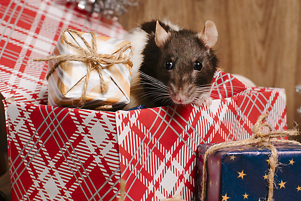포토 JPG 해외이미지 동물 백그라운드 크리스마스 겨울 포유류 휴가 새로움 털 선물 사람없음 장식 빨간색 반려동물 상자 중국 달력 흰색 축하 쥐 설치류 모피 심볼 사인 솜털 해외포토 계절 기념일 아시아 컬러 컨셉 파일형식 이미지허브