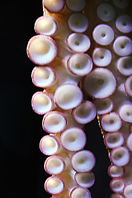 포토 JPG 해외이미지 동물 음식 바다 건강 어류 요리 사람없음 신선 먹기 해산물 오징어 문어 촉수 이국적 해외포토 모션 연체동물 수중동물 파일형식 이미지허브