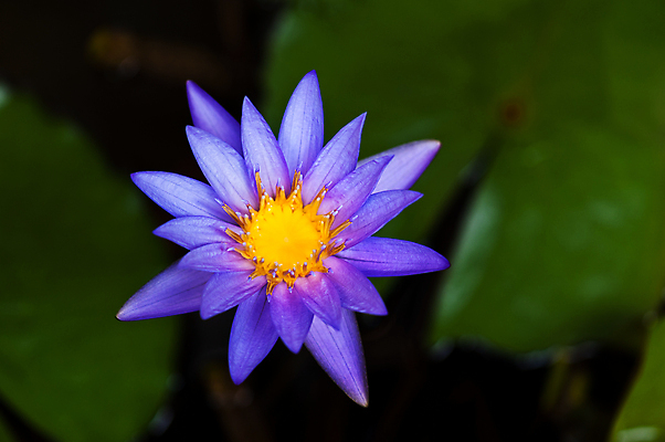 포토 JPG 해외이미지 식물 접시 꽃잎 꽃 선 분홍색 꽃다발 백그라운드 잎 꽃무늬 자연 연꽃 사람없음 야외 장식 초록색 물 여름 파란색 빛 컬러풀 뷰티 노란색 정원 보라색 검은색 벚꽃 개화 백합 큼 명상 내추럴 떠남 이국적 해외포토 자연요소 식기 계절 컬러 무늬 모션 크기 생태계 파일형식 이미지허브