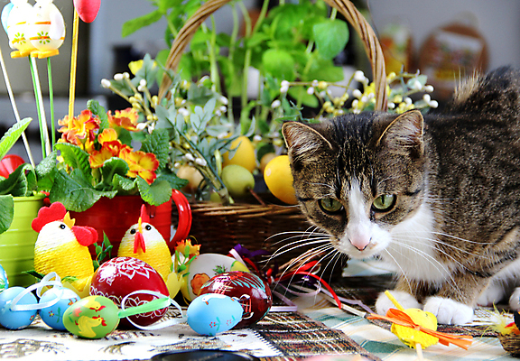 포토 JPG 해외이미지 전통 디자인 계절 꽃 리본 패턴 휴가 부활절 주택 사람없음 장식 초록색 반려동물 컬러풀 장난감 노란색 계란 고양이 놀람 봄 축하 토끼 혼합 심볼 활 그림 강렬 해외포토 식물 동물 기념일 감정 컬러 컨셉 무늬 포유류 표정 건물 알 파일형식 이미지허브