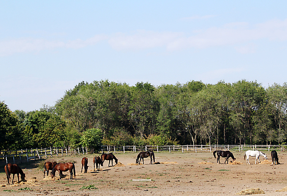 포토 JPG 해외이미지 나무 동물 밭 포유류 자연 초원 사람없음 야외 초록색 농장 갈색 검은색 볏짚 군중 방목 먹기 수유 해외포토 식물 컬러 농업 모션 사람 짚 축산업 생태계 파일형식 이미지허브