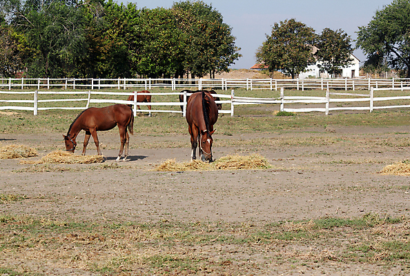 포토 JPG 해외이미지 동물 밭 포유류 자연 초원 사람없음 야외 초록색 농장 갈색 목장 볏짚 방목 먹기 망아지 수유 해외포토 새끼 컬러 농업 모션 말_동물 짚 축산업 생태계 파일형식 이미지허브