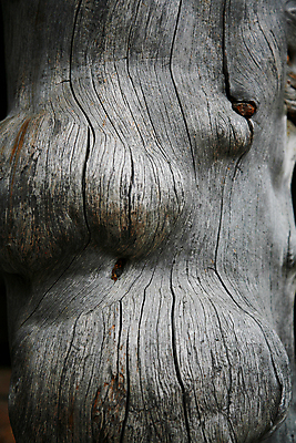 포토 JPG 해외이미지 나무 백그라운드 패턴 부분 자연 추상 핀란드 손잡이 사람없음 목재 갈색 소용돌이 반지 소나무 얼룩 원형 역사 널 숲 천 연도 질감 통나무 목공예 결 잡동사니 내추럴 양모 변소 옛날 노화 해외포토 도형 식물 컬러 컨셉 무늬 재료 장신구 북유럽 회오리 직물 공예 생태계 파일형식 이미지허브