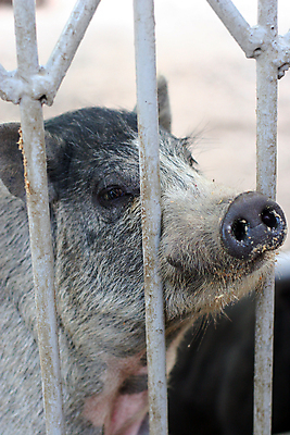 포토 JPG 해외이미지 동물 야생동물 음식 포유류 놀이 생물 동물원 육류 돼지고기 사람없음 울타리 반려동물 농장 머리 귀여움 가축 자유 돼지 작음 배고픔 생물학 냄새 귀 새장 주둥이 멧돼지 외양간 나쁜 기르기 밭일 생태학 수유 인공 특징 한계 해외포토 교육 컨셉 농업 식재료 신체부위 담장 크기 돌봄 케이지 파일형식 이미지허브