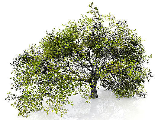 포토 JPG 해외이미지 나무 식물 잎 채소 일러스트 자연 사람없음 초록색 환경 나뭇가지 내추럴 해외일러스트 컬러 생태계 파일형식 이미지허브