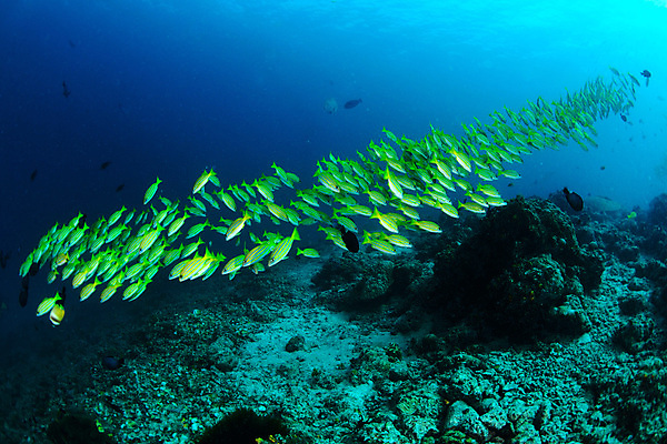 포토 JPG 해외이미지 동물 야생동물 바다 섬 학교 태국 자연 따뜻함 어류 사람없음 초록색 물 컬러풀 뷰티 노란색 바닷속 수중 수영 부채 그룹 산호 거북이 잠수부 아래 다이빙 지느러미 암초 수족관 말레이시아 깊이 달리기선수 해외포토 자연요소 교육 아시아 컬러 파충류 수중동물 수상스포츠 자포동물 전문직 방향 생태계 위치 육상선수 수중스포츠 파일형식 이미지허브