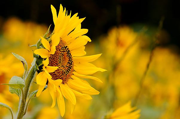 포토 JPG 해외이미지 주간 줄기 잎 꽃밭 해바라기 사람없음 야외 아웃포커스 해외포토 자연요소 식물 꽃 촬영기법 파일형식 이미지허브