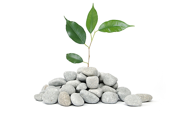 포토 JPG 해외이미지 식물 웰빙 디자인 아시아 선 백그라운드 컨셉 잎 불교 자연 휴식 건강 동양인 사람없음 치료 초록색 뷰티 반사 평화 우주 환경 탑 일본 스파 바위 흰색 신선 숲 대나무 순수 명상 동쪽 테라피 고립 돌봄 스타일 카피스페이스 해외포토 나무 건축물 나라 종교 컬러 의학 모션 인종 공백 돌_바위 방향 생태계 파일형식 이미지허브