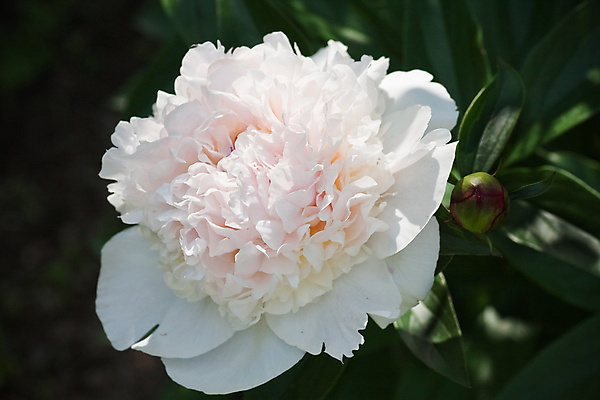 포토 JPG 해외이미지 식물 꽃잎 꽃 문화 줄기 분홍색 백그라운드 잎 패턴 밭 자연 새로움 동양인 사람없음 야외 초록색 뷰티 봄 성장 벚꽃 흰색 나뭇가지 신선 오픈 개화 묘사 원예 질감 내추럴 강렬 기르기 작약 막 해외포토 나무 계절 컬러 컨셉 무늬 농업 인종 취미 생태계 돌봄 파일형식 이미지허브