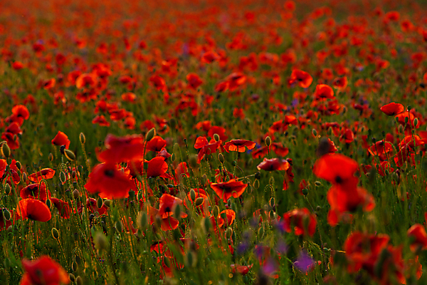 포토 JPG 해외이미지 식물 계절 꽃잎 꽃 백그라운드 꽃무늬 밭 농업 자연 하늘 사람없음 야외 빨간색 초록색 빛 컬러풀 햇빛 태양 뷰티 농장 정원 맑음 일몰 봄 벚꽃 시골 개화 저녁 허브 양귀비 내추럴 해외포토 자연요소 산업 컬러 무늬 날씨 노을 야간 생태계 파일형식 이미지허브