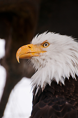 포토 JPG 해외이미지 주간 야생동물 사람없음 야외 독수리 흰머리독수리 해외포토 자연요소 동물 조류 파일형식 이미지허브