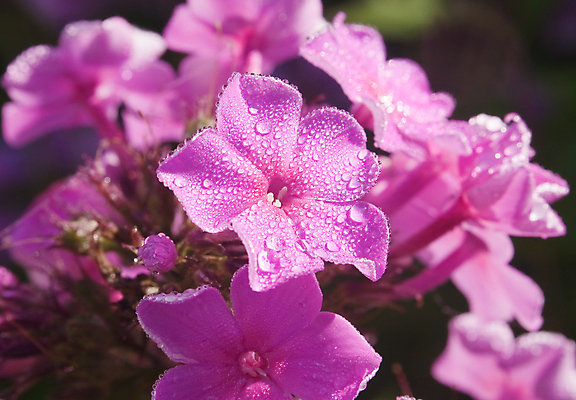 포토 JPG 해외이미지 식물 꽃잎 꽃 분홍색 꽃다발 꽃무늬 자연 이벤트 사람없음 정원 보라색 벚꽃 생일 개화 이슬 다발 해외포토 기념일 컬러 무늬 생태계 파일형식 이미지허브