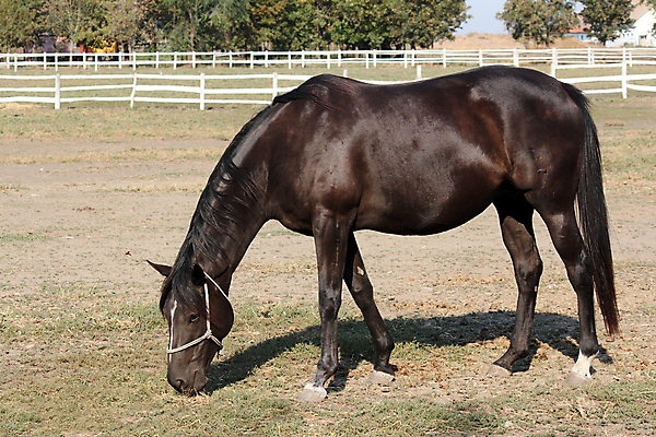 포토 JPG 해외이미지 동물 밭 포유류 자연 초원 사람없음 야외 농장 검은색 목장 방목 먹기 수유 해외포토 컬러 농업 모션 축산업 생태계 파일형식 이미지허브