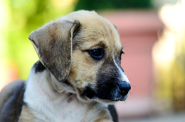 포토 JPG 해외이미지 응시 백그라운드 엄마 앉기 사람없음 반려동물 바구니 흰색 그룹 강아지 테리어 흰배경 해외포토 동물 시선 컬러 가족 모션 개 파일형식 이미지허브