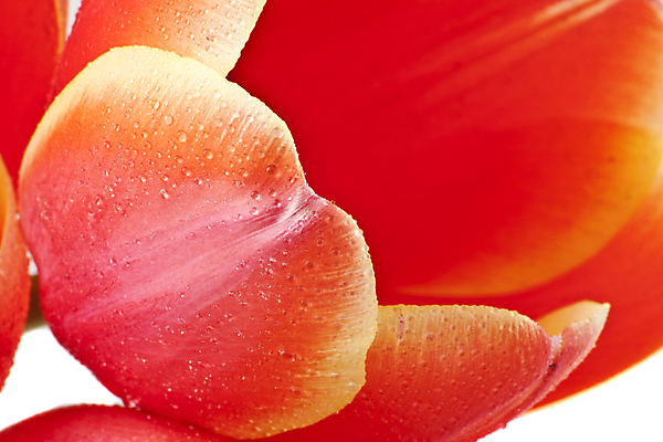 포토 JPG 해외이미지 식물 1 계절 꽃잎 꽃 분홍색 꽃다발 백그라운드 잎 꽃무늬 자연 부활절 발렌타인데이 선물 사랑 사람없음 빨간색 초록색 여름 컬러풀 뷰티 노란색 우주 정원 봄 활발 튤립 성장 벚꽃 흰색 신선 개화 떨어짐 다발 배열 꽃집 싱글 원예 내추럴 고립 해외포토 기념일 감정 컬러 컨셉 무늬 데이이벤트 취미 상점 생태계 파일형식 이미지허브