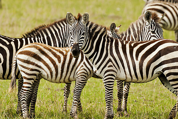 포토 JPG 해외이미지 야생동물 포유류 아프리카 흑백 국립공원 사람없음 가로 줄무늬 얼룩말 케냐 사바나 해외포토 동물 공원 나라 무늬 촬영기법 말_동물 파일형식 이미지허브