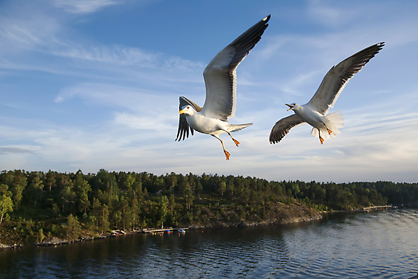 포토 JPG 해외이미지 동물 야생동물 백그라운드 날개 자연 갈매기 조류 하늘 사람없음 공중 여름 파란색 태양 머리 우주 회색 자유 흰색 비행 그룹 깃털 해외포토 자연요소 계절 컬러 컨셉 신체부위 생태계 파일형식 이미지허브