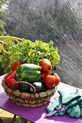 포토 JPG 해외이미지 계절 농업 토마토 채소 재료 탁자 감자 사람없음 빨간색 여름 바구니 정원 모임 변화 시장 선택 상추 다발 유기농 원예 날것 후추 모음 비타민 바질 내추럴 섞기 주키니호박 채식주의자 비건 해외포토 웰빙 산업 컬러 가구 컨셉 취미 향신료 채식 영양소 파일형식 이미지허브