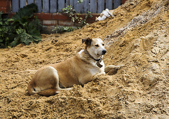 포토 JPG 해외이미지 동물 얼굴 포즈 장난 자연 주택 건강 잔디 사람없음 야외 반려동물 달리기 노란색 머리 점프 검은색 봄 기쁨 젖음 코트 양치기 닫기 개 닥스훈트 혀 호기심 코 귀 송곳니 경보 기르기 바보 해외포토 식물 직업 계절 감정 컬러 컨셉 포유류 모션 건물 신체부위 외투 입 치아 생태계 돌봄 파일형식 이미지허브