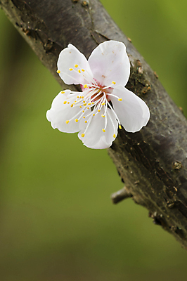 포토 JPG 해외이미지 주간 꽃잎 사람없음 야외 봄 벚꽃 개화 해외포토 자연요소 계절 꽃 파일형식 이미지허브