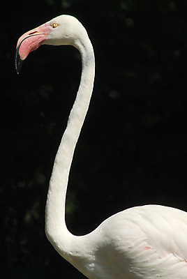 포토 JPG 해외이미지 동물 야생동물 분홍색 백그라운드 오렌지 자연 조류 사람없음 옆모습 빨간색 물 머리 흰색 닫기 플라밍고 깃털 부리 목 고립 단아함 동물상 해외포토 자연요소 뷰포인트 컬러 과일 모션 신체부위 조형물 생태계 파일형식 이미지허브