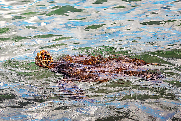 포토 JPG 해외이미지 동물 야생동물 모래 바다 여행 백그라운드 자연 사람없음 초록색 물 파란색 뷰티 수영 거북이 큼 하와이 고립 하와이인 해외포토 자연요소 외국인 컬러 파충류 미국 수상스포츠 크기 생태계 파일형식 이미지허브