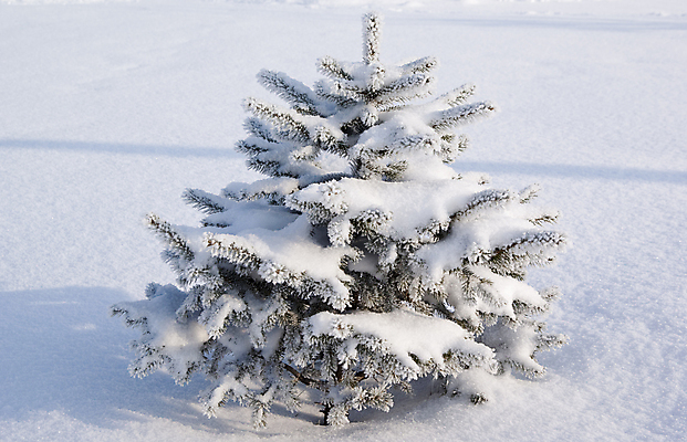 포토 JPG 해외이미지 나무 식물 겨울 자연 풍경 사람없음 흰색 나뭇가지 바늘 서리 가문비나무 해외포토 계절 컬러 도구 생태계 파일형식 이미지허브